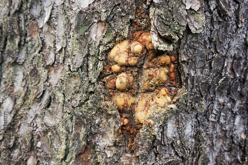 old green oak tree bark texture
