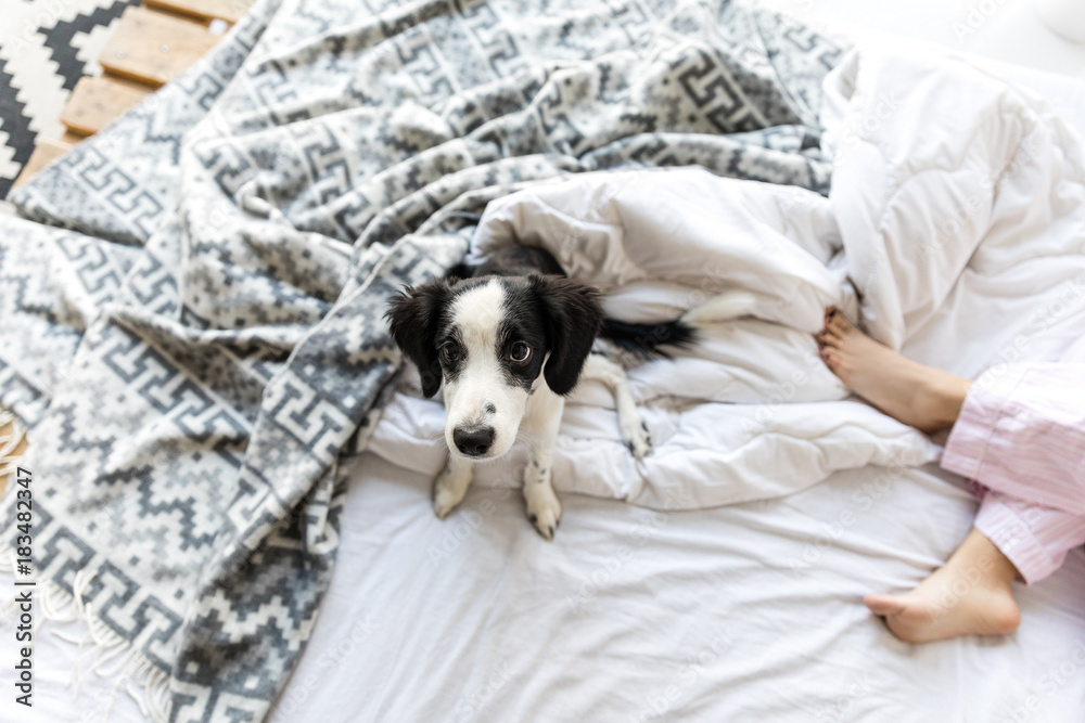 Obraz premium overhead view of adorable black and white puppy sitting on bed