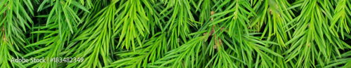 fir branches background