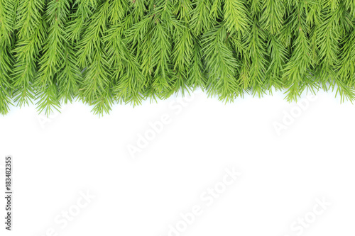  branches of fir isolated