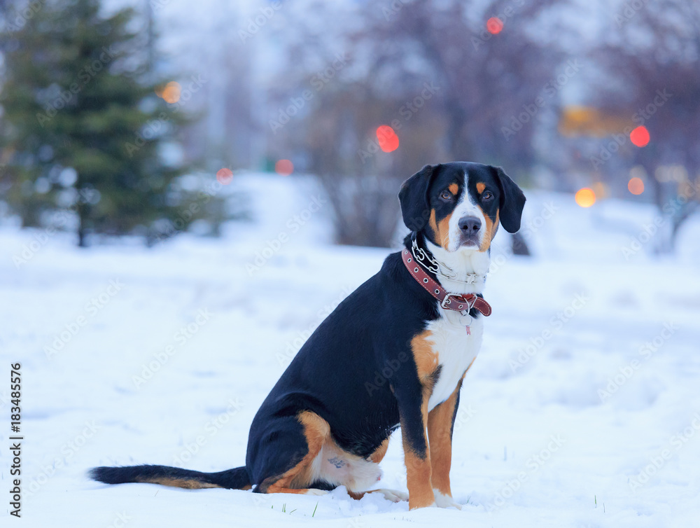 A dog, fiery, sits amidst distant lights A dog, fiery, sits amidst distant lights
