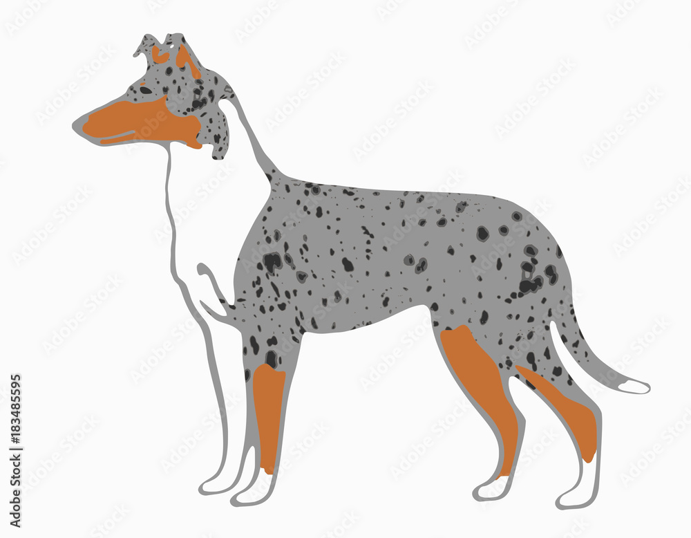 Kurzhaarcollie Illustration blue merle Kurzhaarcollie Illustration blue merle