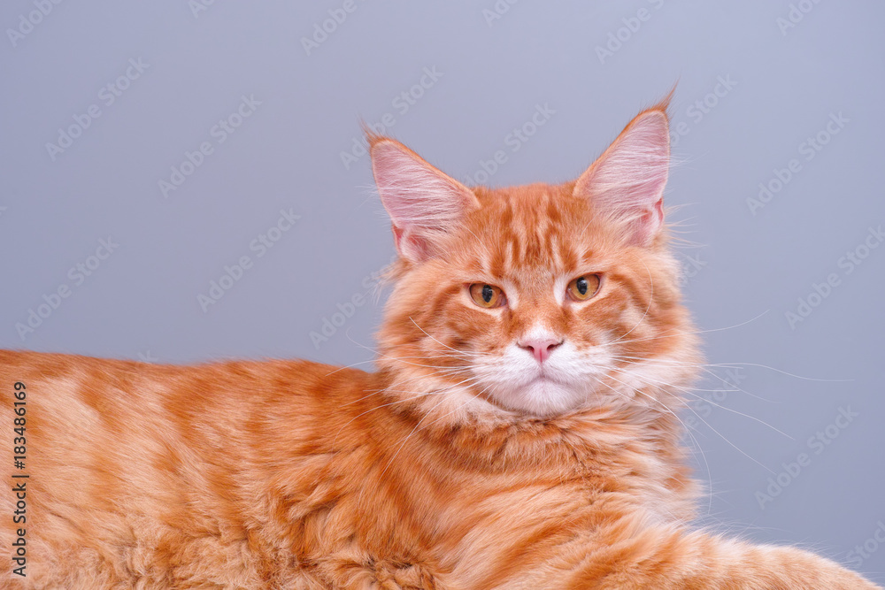 Red Maine Coon on grey background looking at camera