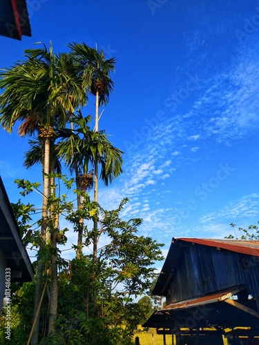 Macadamia, betel palm.