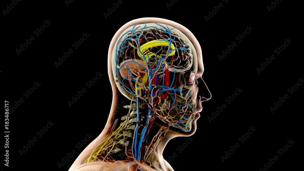 Anatomy 1002: An anatomical man rotates showing skeleton, nervous, circulatory and lymphatic systems (with Matte).