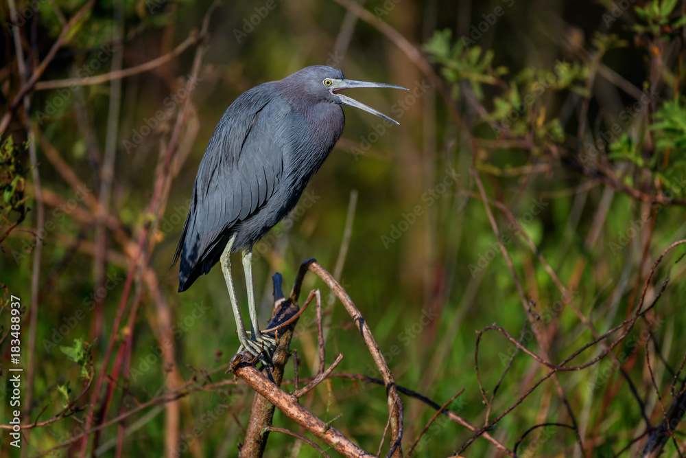 Fototapeta premium Little blue heron (Egretta caerulea) at Bird Rookery Swamp, Naples, Florida