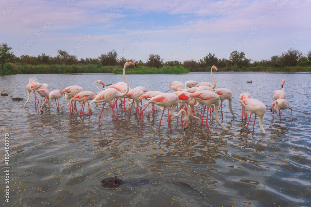 Pink flamingos in nature, ornitological park Pont de Gau, Camargue, south France