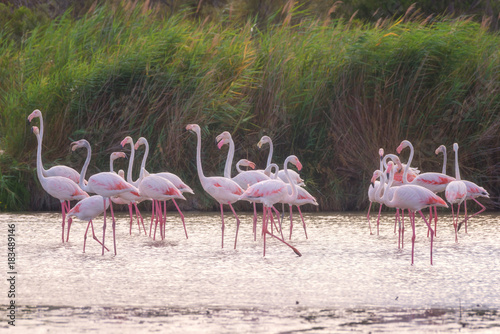 Pink flamingos in nature, ornitological park Pont de Gau, Camargue, south France © larauhryn