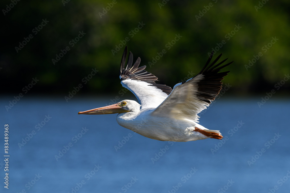 Obraz premium American white pelican (Pelecanus erythrorhynchos) in flight at J. N. 