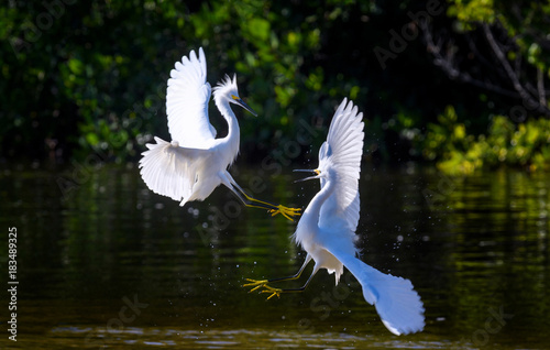 Two Snowy egrets (Egretta thula) fighting at J. N. 