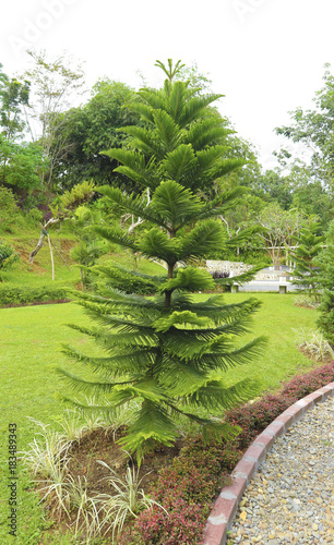 big plant in the garden photography