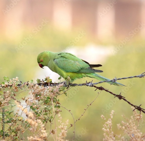 Roseringed parakeet