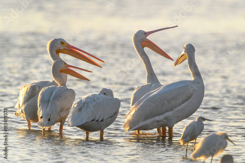 American white pelicans (Pelecanus erythrorhynchos) after having just arrived at J. N. "Ding" Darling National Wildlife Refuge on Sanibel Island in the Gulf of Mexico.