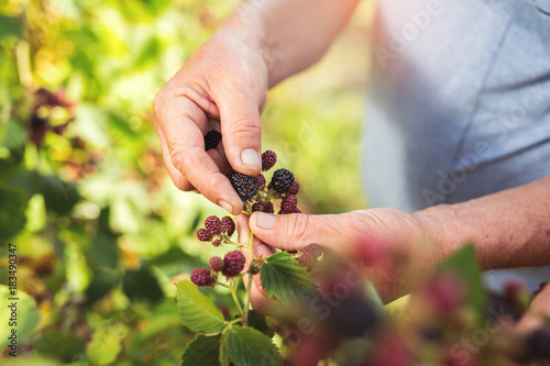 Senior men picking blackberries in the orchard