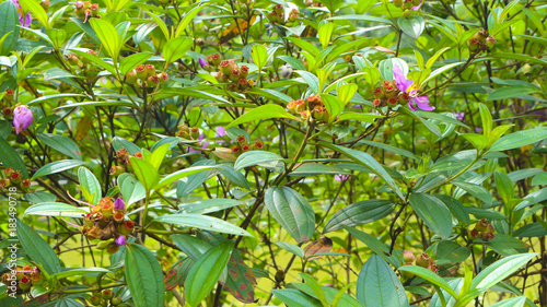 flower crowd in the garden photography