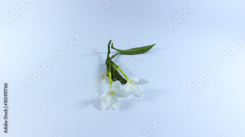 white flower isolated background photography