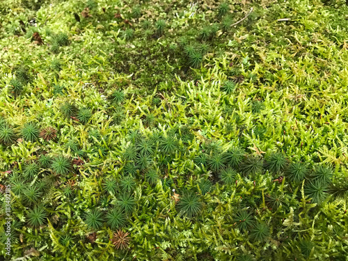 Close up view of fresh green moss