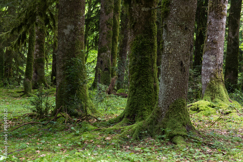 old trees in the forests of Abkhazia. June 2016