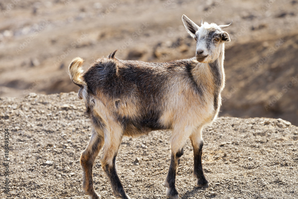 Cute, grey and brown goat grazing in rocky, volcanic mountains, blurred background . Cute, grey and brown goat grazing in rocky, volcanic mountains, blurred background .