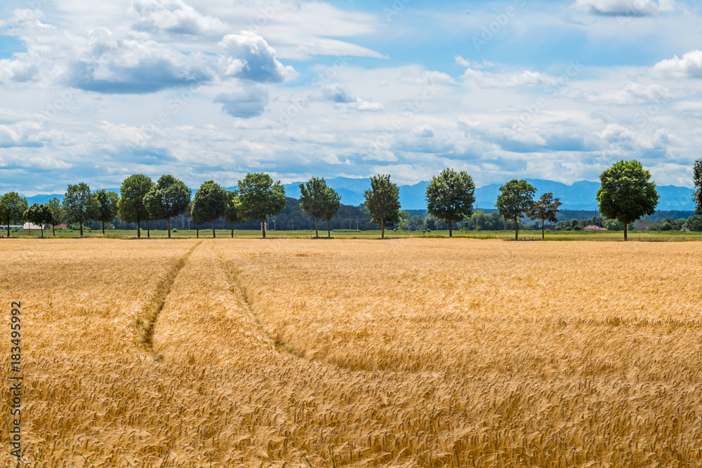 a barley field in agriculture