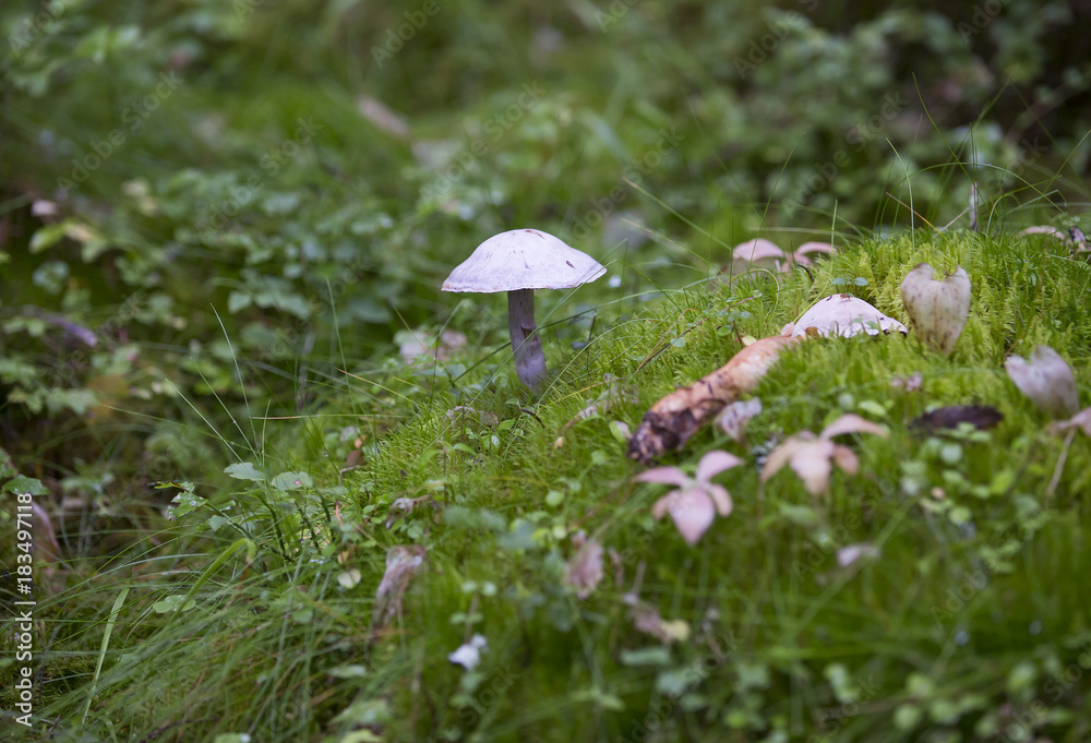 Single mushroom in the autumnal forest. Single mushroom in the autumnal forest.