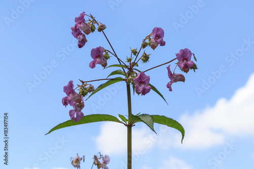 фотографія Himalayan balsam