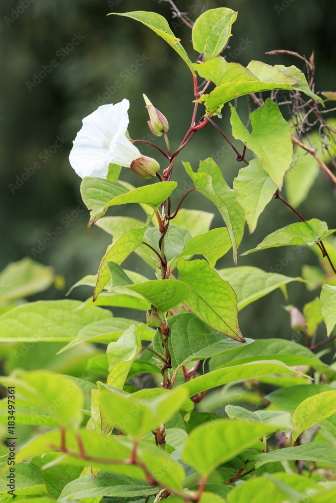 Obraz premium Bindweed (Convolvulus arvensis)