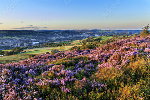 Heather in flower at sunset