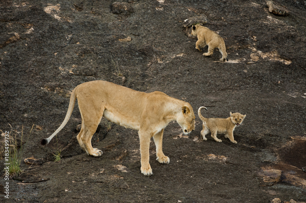 Lioness and cubs in Masai Mara Lioness and cubs in Masai Mara