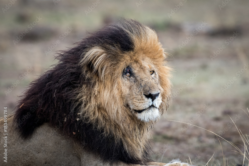 Male african lion