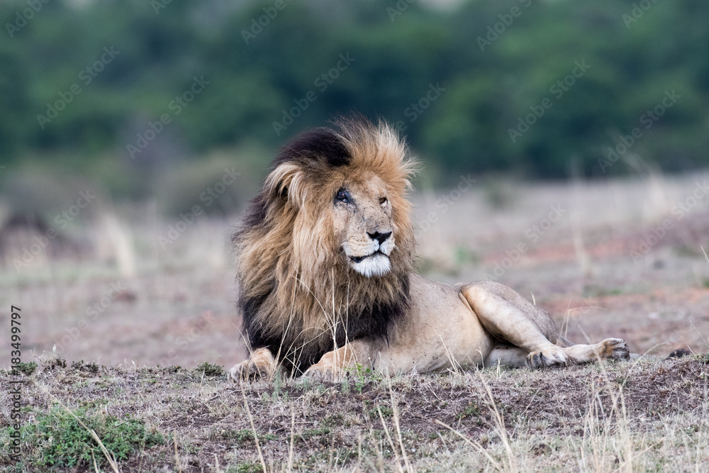 Naklejka premium Male african lion