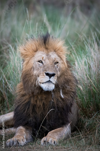 Male african lion