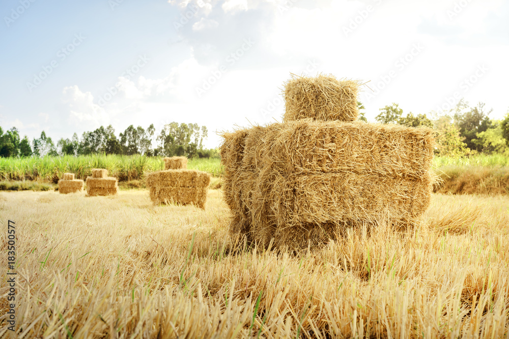Bales of rice straw in countryside at harvest time