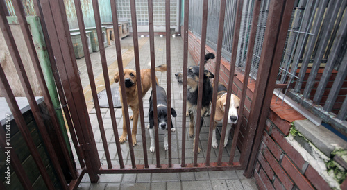 animal shelter - four dogs behind bars