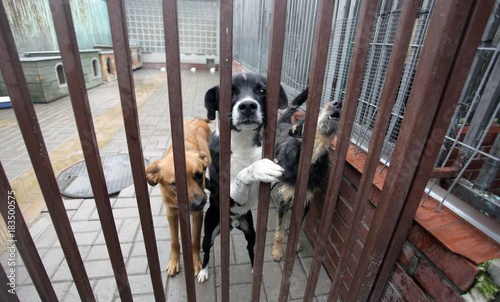 animal shelter - four dogs behind bars