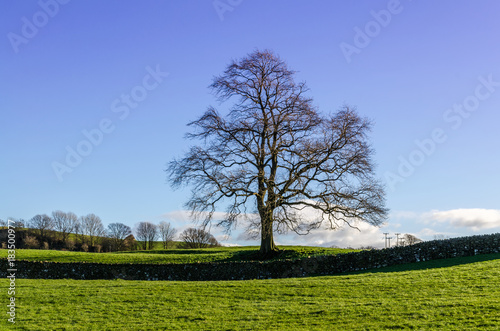 A lone winter tree by a dry stone wall