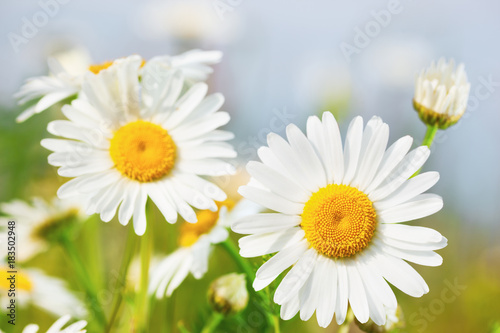 Chamomile among flowers