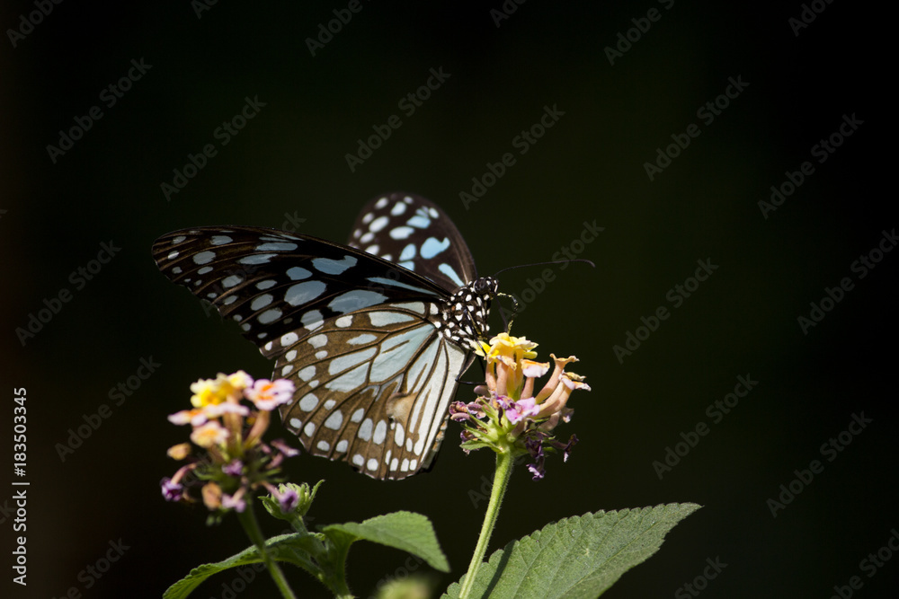 Obraz premium Butterfly