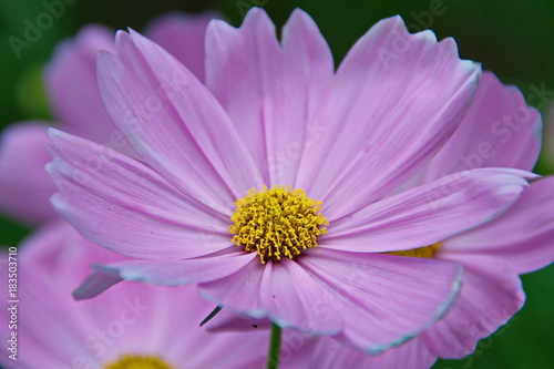 Pink Flower