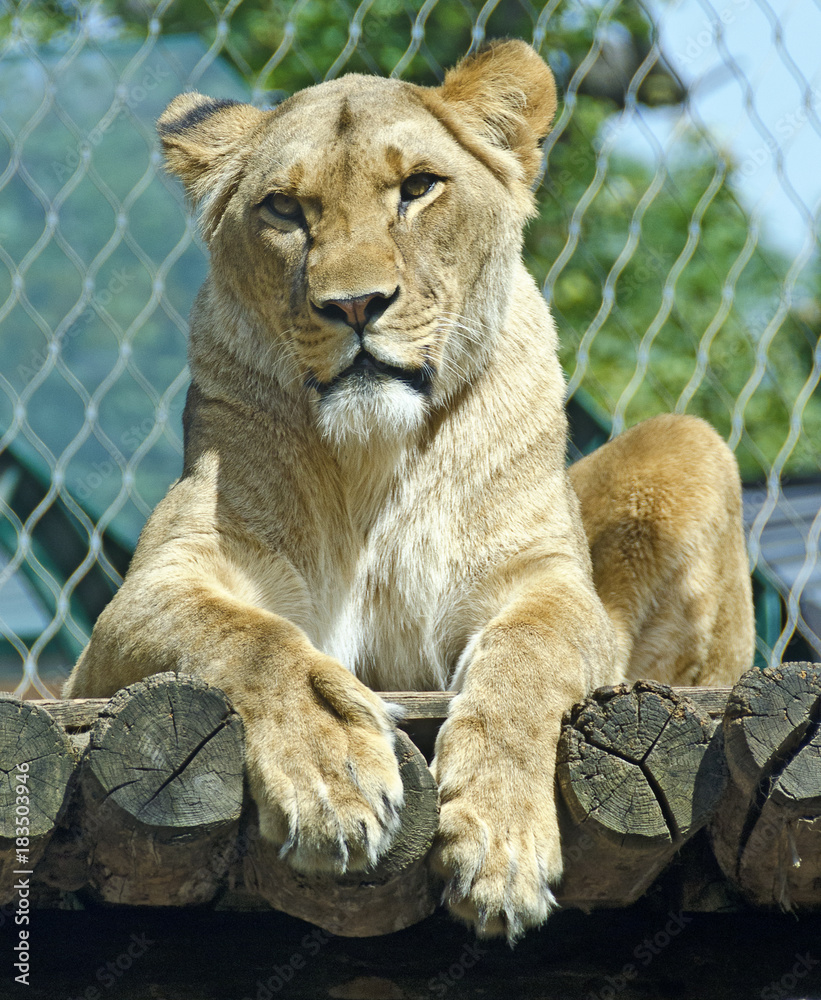 Naklejka premium Female lion