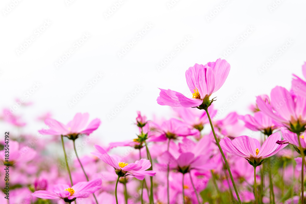 Cosmos flowers in the garden are sunlight in the morning.