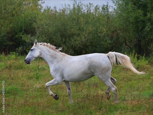 PRE  Pura Raza Espanola  Andalusian horse  stands in tall grass