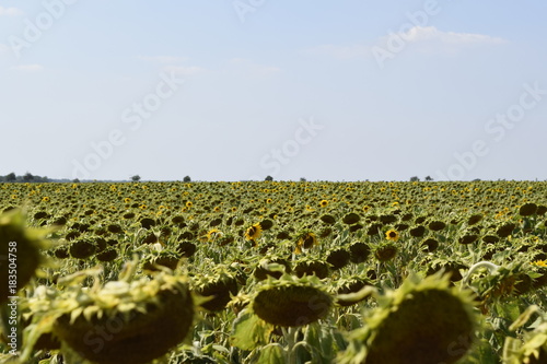 Sonnenblumen