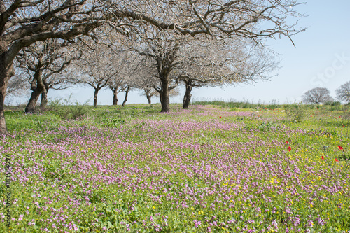 Wallpaper Mural Flowering In israel Torontodigital.ca