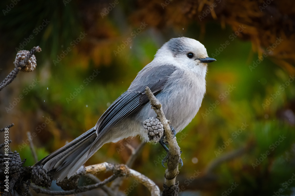 Naklejka premium Gray Jay