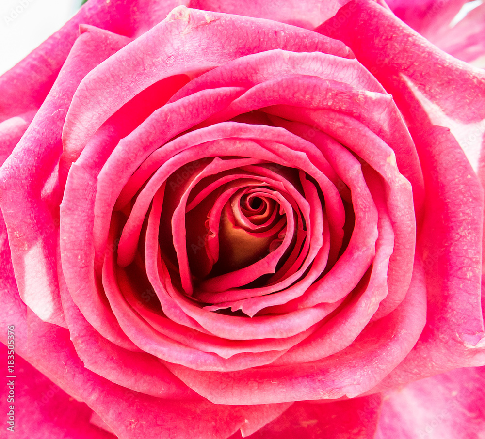Flower Close Up Flower Close Up