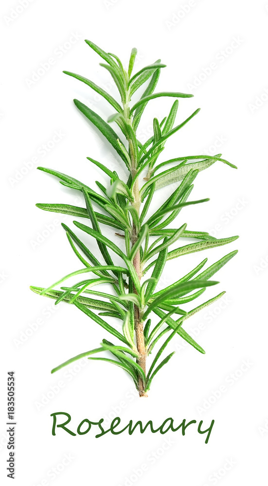 Fototapeta premium Twig of rosemary.