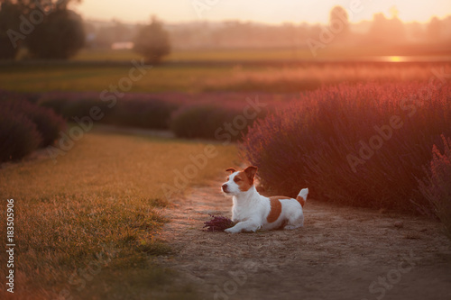 Schilderij op canvas Dog Jack Russell Terrier on lavender field