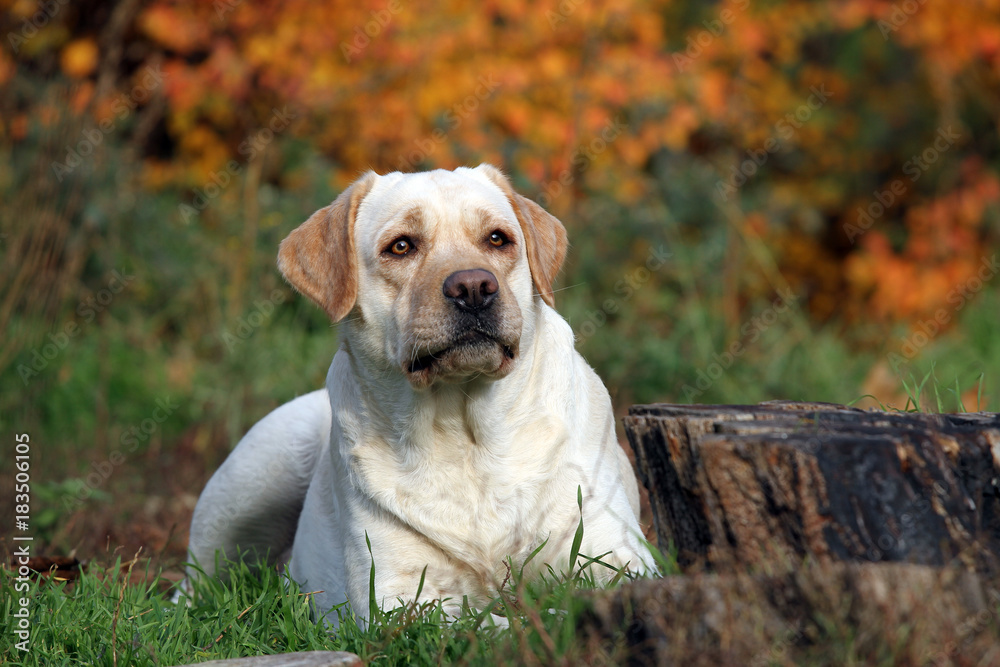 the yellow labrador in the park in autumn close up the yellow labrador in the park in autumn close up