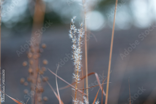 Whispy white fall flower with Painterly background